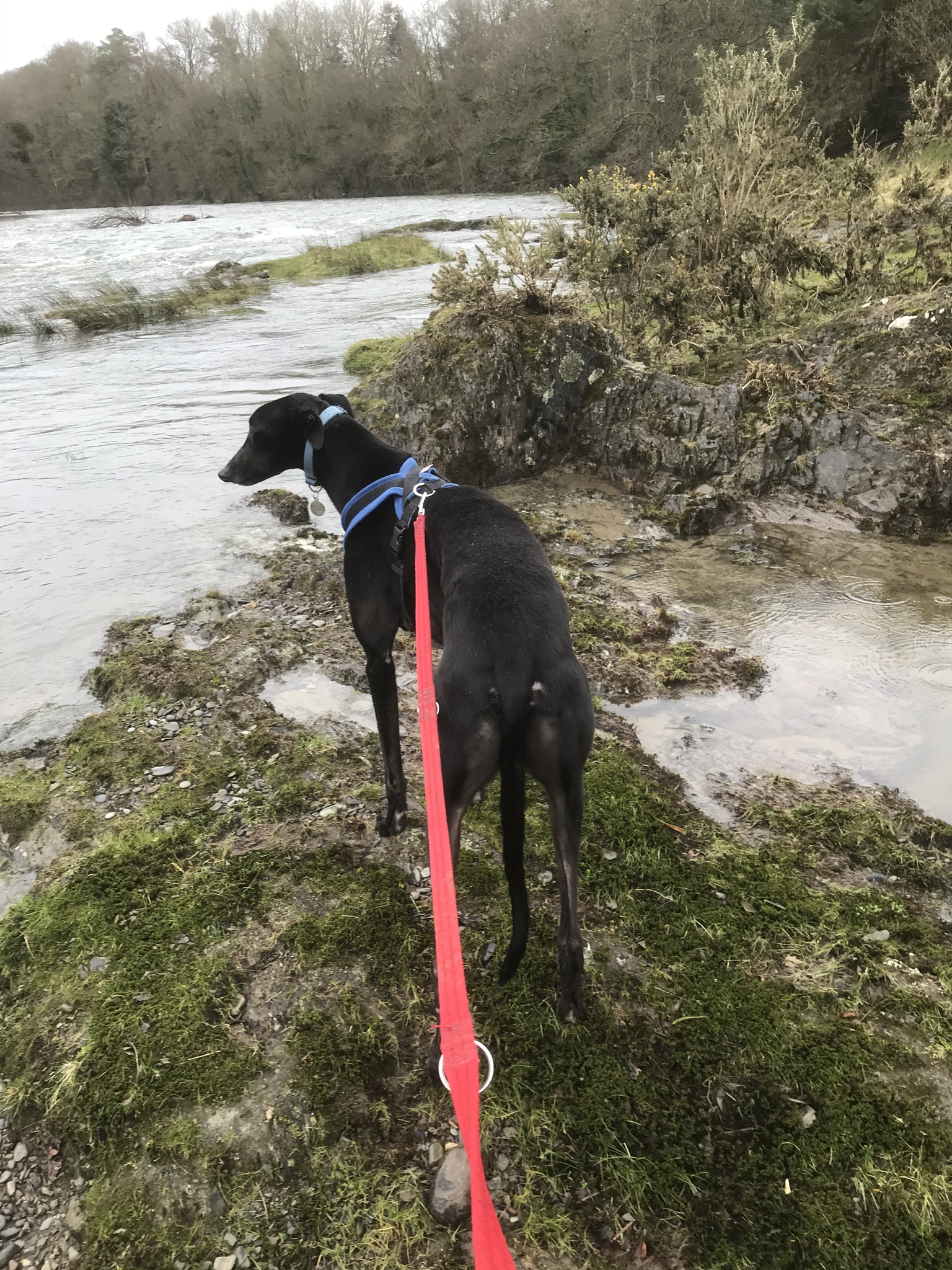 dog walking image