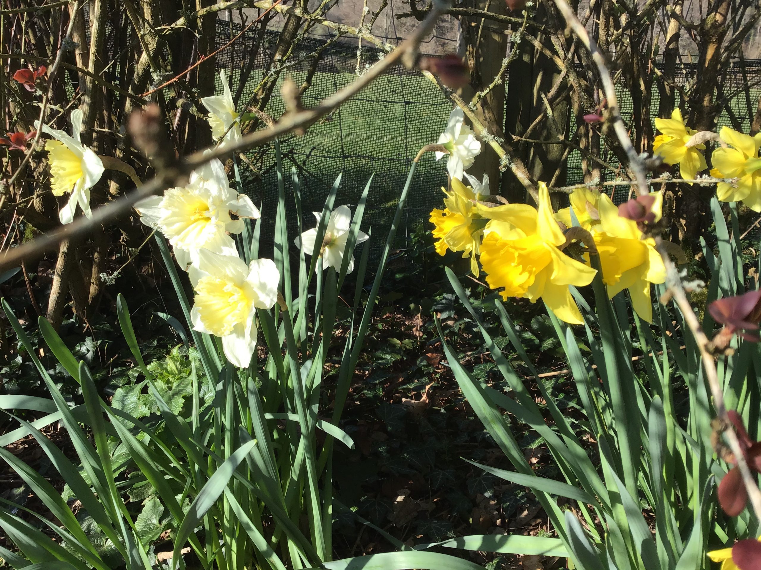 Can spring be far behind image